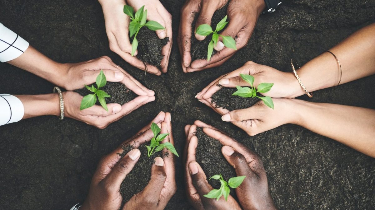 Foto: Terra de cultivo