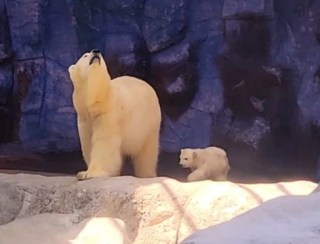 Conheça Nur, a ursa polar que nasceu no Aquário de São Paulo