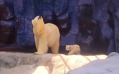 Conheça Nur, a ursa polar que nasceu no Aquário de São Paulo